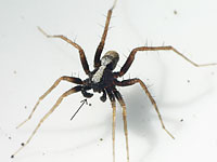 Pardosa alacris