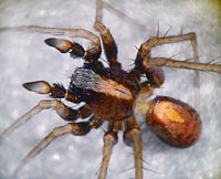 Pardosa alacris