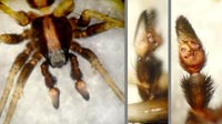 Pardosa alacris