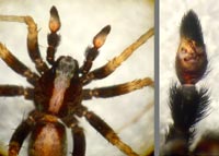 Pardosa alacris