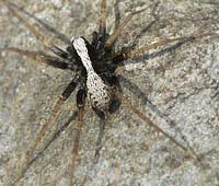 Pardosa alacris