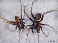 Pardosa alacris versus saltans