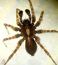 Pardosa amentata