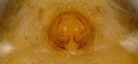 Pardosa amentata