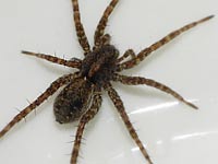 Pardosa amentata