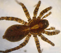 Pardosa amentata