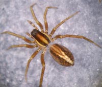 Pardosa bifasciata