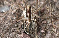 Pardosa bifasciata