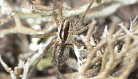 Pardosa bifasciata