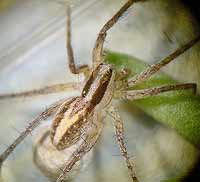 Pardosa bifasciata