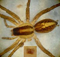 Pardosa bifasciata