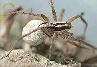 Pardosa bifasciata