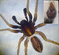 Pardosa bifasciata