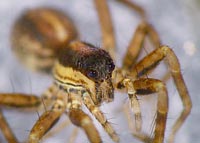 Pardosa bifasciata