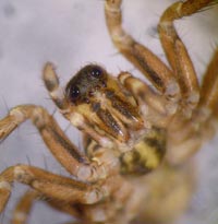 Pardosa bifasciata