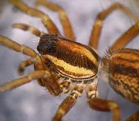 Pardosa bifasciata