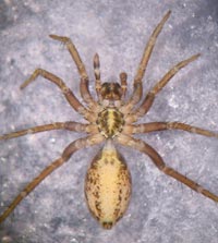 Pardosa bifasciata