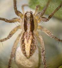 Pardosa bifasciata