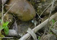 Pardosa hortensis