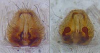 Pardosa hortensis
