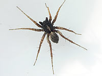 Pardosa hortensis