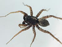 Pardosa hortensis