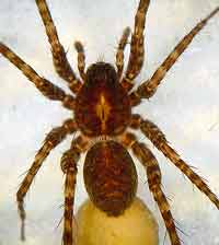 Pardosa hortensis