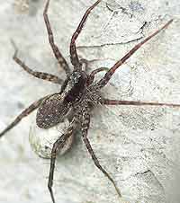 Pardosa lugubris s.l. -> anklicken zum vergrössern (click to enlarge)