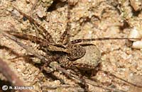 Pardosa lugubris s.l. -> anklicken zum vergrössern (click to enlarge)