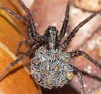 Pardosa lugubris s.l. -> anklicken zum vergrössern (click to enlarge)