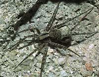 Pardosa lugubris s.l. -> anklicken zum vergrössern (click to enlarge)