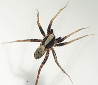 Pardosa lugubris s. str.