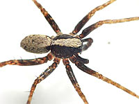 Pardosa lugubris s. str.