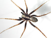 Pardosa lugubris s. str.