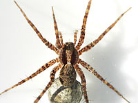 Pardosa lugubris s. str.