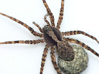 Pardosa lugubris s. str.