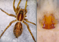 Pardosa monticola