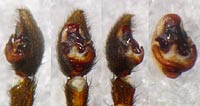 Pardosa monticola