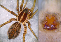 Pardosa monticola