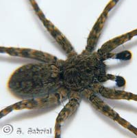 Pardosa morosa