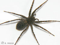 Pardosa morosa