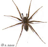 Pardosa morosa