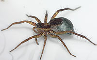 Pardosa nigriceps
