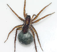 Pardosa nigriceps