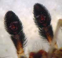 Pardosa nigriceps