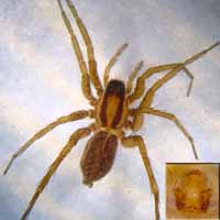 Pardosa nigriceps