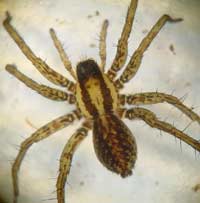 Pardosa nigriceps