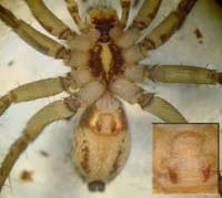 Pardosa nigriceps