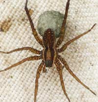 Pardosa nigriceps