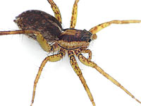 Pardosa nigriceps